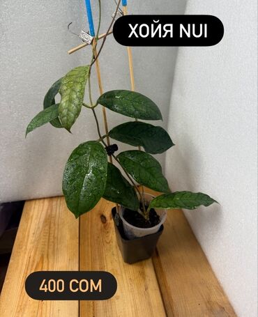 Хойи: Хойя (Hoya) - Хойя публикалис сплэш –Цена: 450 сом. - Хойя Мередити — 4