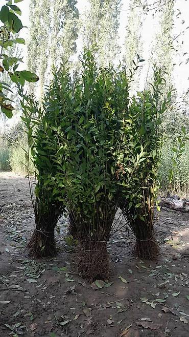 Самшит: Живая изгородь из бирючины (Ligustrum). Черенки и саженцы для посадки — 4