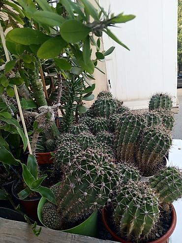 roza: Satılır: otaq bitkiləri dəsti 1) Spathiphyllum (Sülh zanbağı) - — 10