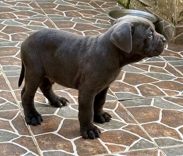 İtlər: Kane-Korso — 14