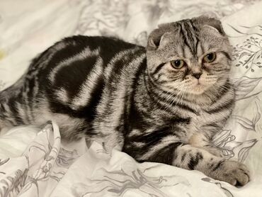 кошки веслоухие: Продаю кошку, порода Шотландская Вислоухая, 3 года. Отдаю домик