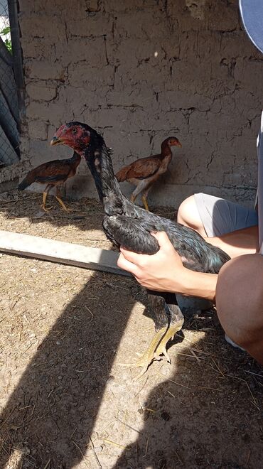 Птицы: Продаю дакан цыплята оптам 6 тыщь им 5 месяцав отдельно тоже можно