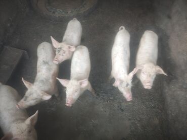 Свиньи: Продаю | Поросенок | Крупная белая, Ландрас | Для разведения | Племенные