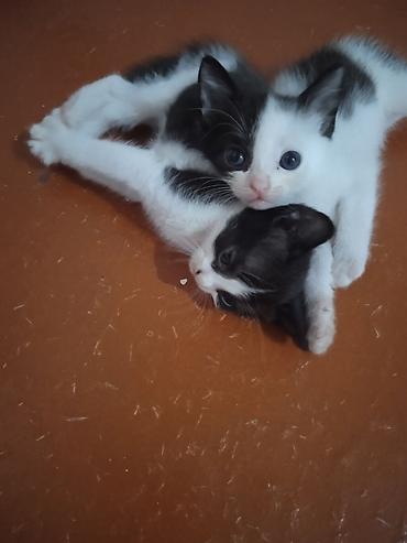 кот сфинкс: Котята, короткошёрстные, домашние. - Возраст: очень маленькие, уже — 10