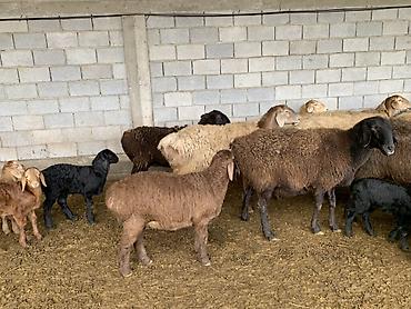 Баран, овца: Продаю | Овца (самка) | Для разведения | Матка — 4