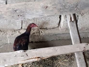 Собаки: Heyratı satlir tam sağlamdi