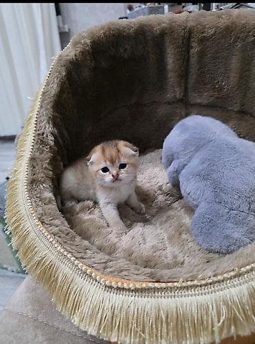 ragdoll pisik: Siam — 3