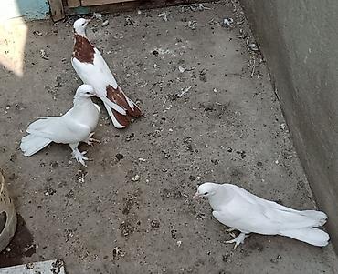 goyercin aliram: Enli quyruğ hündür ayaq badam ləleylər 3ü 50 manat ünvan Biləcəri — 5