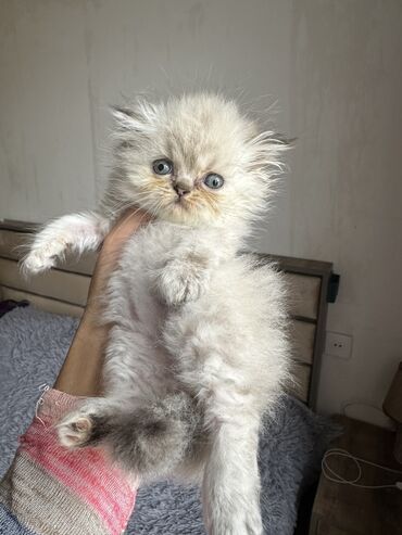 Pişiklər: Color point sinsila erkey balalardi atasi gold anasi pointdi isteyen — 13