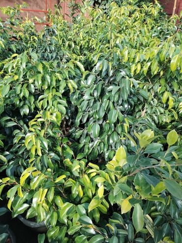 Otaq bitkiləri: Otaq bitkiləri – Fikus elastika kolleksiyası və digər dekorativ növlər — 6