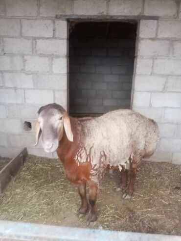 гидропонный корм: Продаю | Баран (самец) | Арашан