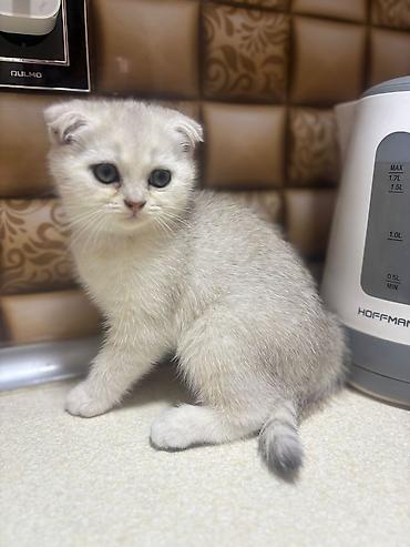 Pişiklər: Britan — 5