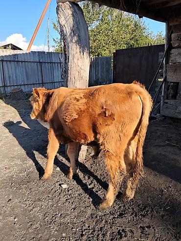 ari satişi: Satılır: inek 7 ay dana jonge watsap 0708357601 — 10