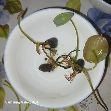 Other garden flower saplings & seedlings: Дикий виноград вьющийся как лиана, как плющ виноградная лоза — 13