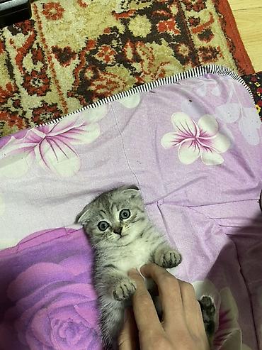 Продажа кошек: Шотландский вислоухий котёнок - Порода: шотландская вислоухая — 3