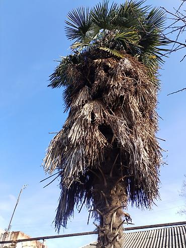 dekorativ ağac topiariya: Məhsul: Palma ağacı (Trachycarpus tipli fan-palması) uzunluğu 8-10 — 2