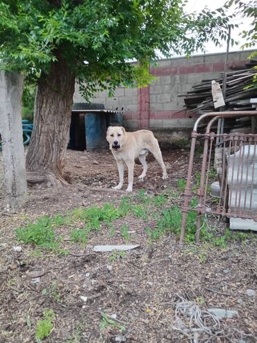 собака алабаи: Алабай кабель 2года беловодское