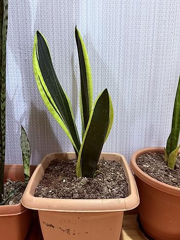 ucuz gul: Məhsul: 20 Manatdan başlayır Sansevieria (Qaynanadilin) otaq bitkiləri — 4