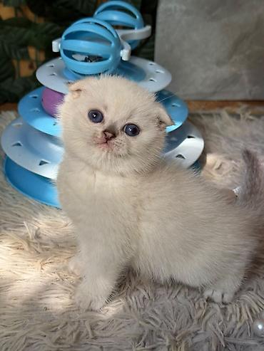 Кошки: Шотландская, Самец, В добрые руки — 3