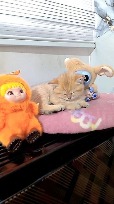 Pişiklər: Britan — 10