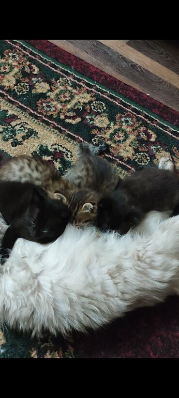 сиамские котята в дар: Котята.Возраст 2 месяца