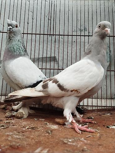 quşlar goyərcin: Təmiz Qan Takla Sağlamlamlıqlarına Cavabdehəm Real Alıcıya Endirim — 1