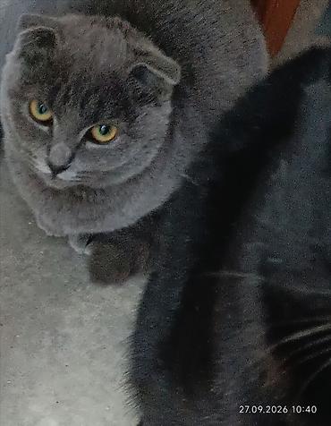 Кошки: Шотландские вислоухие котята - Порода: Scottish Fold (вислоухие) - — 2