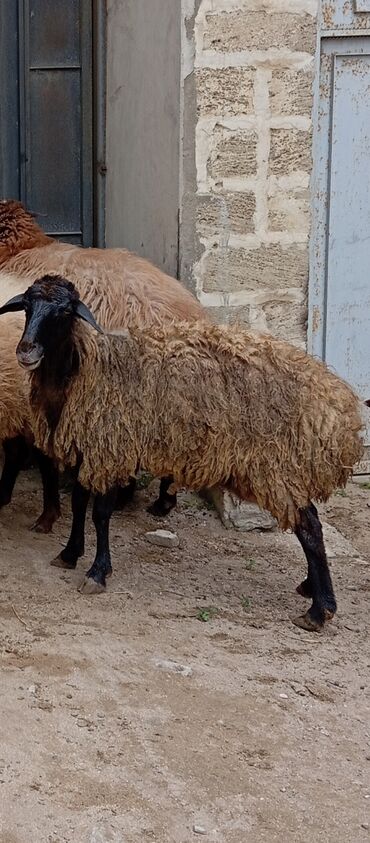 Qoyunlar, qoçlar: Salam ünvan Bakıin maştağa kendi obşi 8 baş heyvanlar 1 baş ana-bala — 11