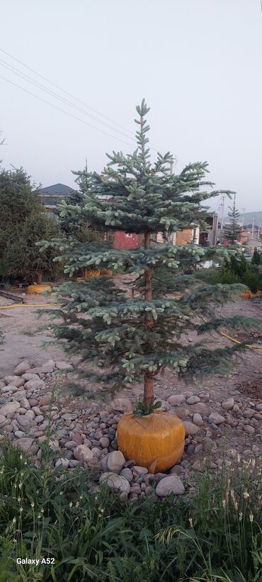 Декоративные деревья: Саженцы деревьев: Ели, Платная доставка — 4