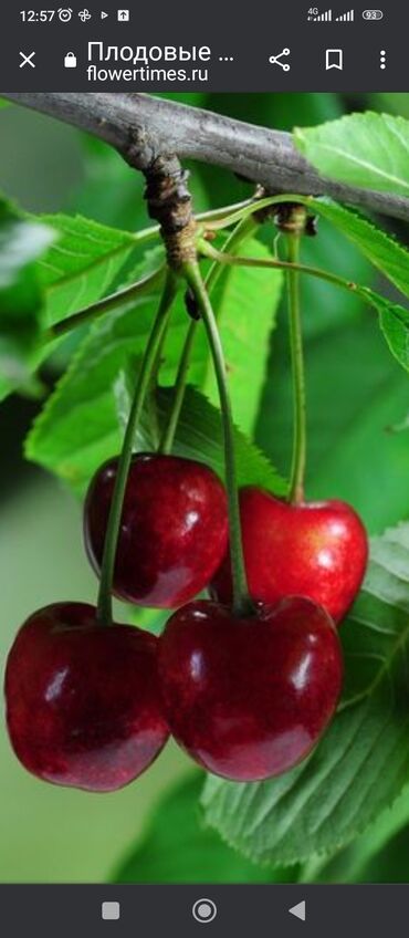 пилим дерево: Услуги профессионального Садовника обрезка плодовых хвойных