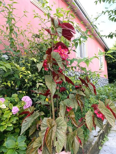 Həyət evləri və villaların satışı: 3 otaqlı, 120 kv. m, Kredit yoxdur, Yeni təmirli -da lalafo.az — 4 Həyət evləri və villaların satışı: 3 otaqlı, 120 kv. m, Kredit yoxdur, Yeni təmirli — 4