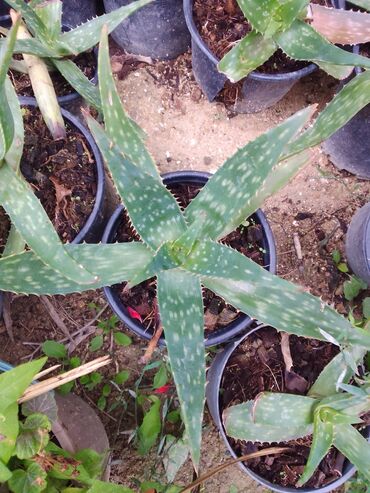 Digər bitkilər: Məhsul: Aloe vera (sukulent) – qara plastik dibçəklərdə Təsvir: -