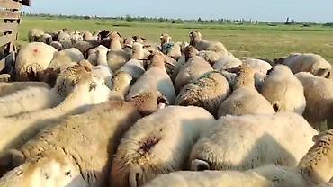 toyuq ucuz qiymete: Dişi, il: 1, Damazlıq, Pulsuz çatdırılma — 8