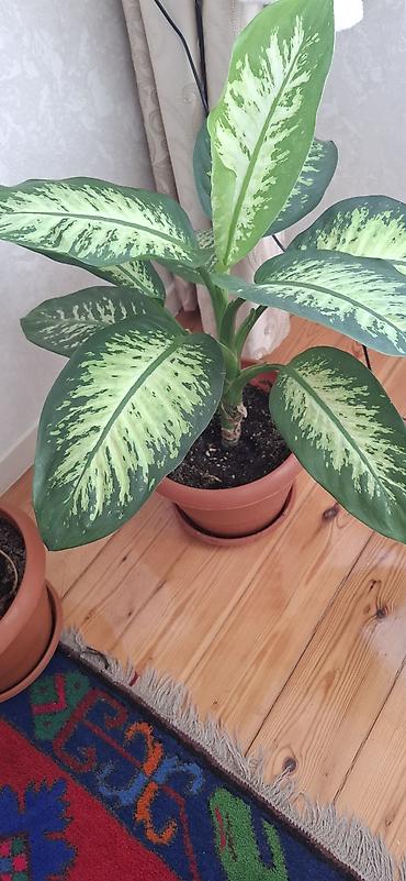 dekorativ goyercinler: Dieffenbaxiya (Dieffenbachia) – iri, zolaqlı yarpaqları olan dekorativ — 5