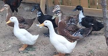 ordəy yumurtası: Ördəklər – dekorativ və yumurta istiqamətli Təsvir: - Çeşidli rəng — 6