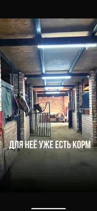 Продажа домов: Дом, 150 м², 8 комнат, Собственник, Евроремонт — 11