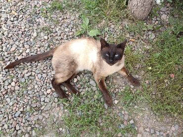 метис персидской кошки: Доброго дня!сиамский кот,красивый ласковый,хозяева продали дом,а его