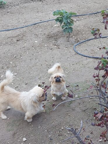 той пудель цена в баку: Pekines
