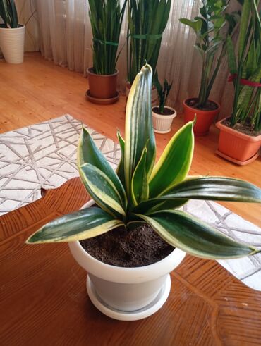 dibcekde gul sekilleri: Sansevieria