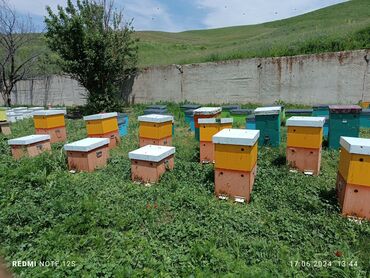 бизнес оборудование: Ищу инвестора для развития и расширение пчеловодство возврат денег с