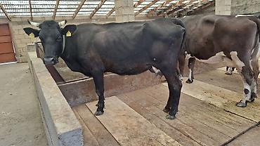 Коровы, быки: Продаю | Корова (самка) — 10