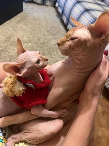 Pişiklər: Sfinks, Erkək, Dişi, Yaxşı əllərə, Ünvandan götürmə, Pulsuz çatdırılma, Ödənişli çatdırılma — 7