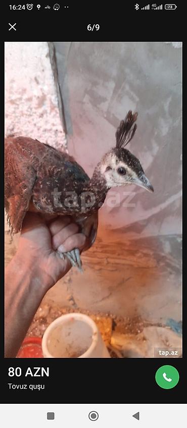 ov quşları: Tovuz quşu balası (paun cücəsi) - Növ: Tovuz quşu (peafowl) – gənc — 4