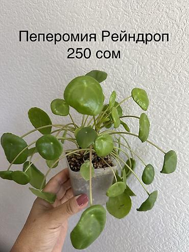 приму в дар комнатные цветы: Укорененные черенки/отростки. Адрес 8 мкр — 5