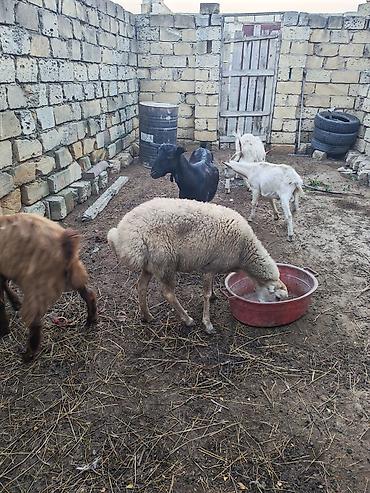 qoyun keci: Qoyun – satilir saqlam kok qoyundu — 3