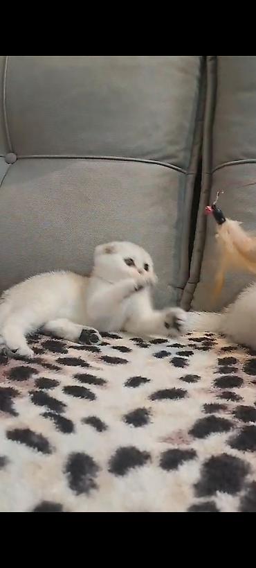 Кошки: Шотландская вислоухая — 7