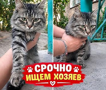 сколько стоят кошки: Кошка даром: Беспородная, Девочка — 1