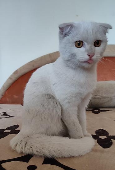 Продажа кошек: Британская короткошёрстная, 8 месяцев, Девочка, Белый — 1