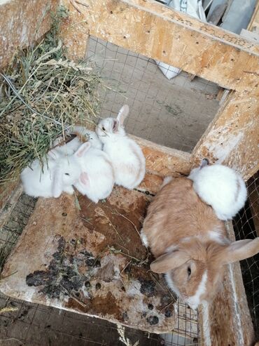 heyvan yemleri: Holland lop balalarıdır 25 gunlukdur.1 ededı 10 manat