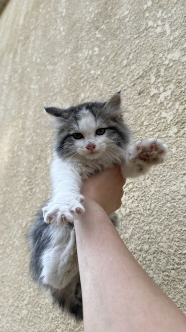 котята донского сфинкса: Мышык бекер берилет: Породасыз, 3 айлык, Эркек, Аргын, Лотокко барууга үйрөтүлгөн